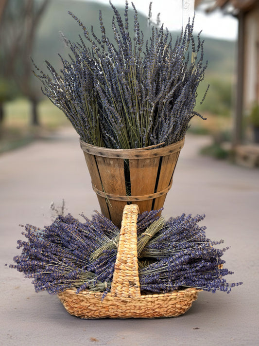 Dried Lavender bouquets (Phenomenal)