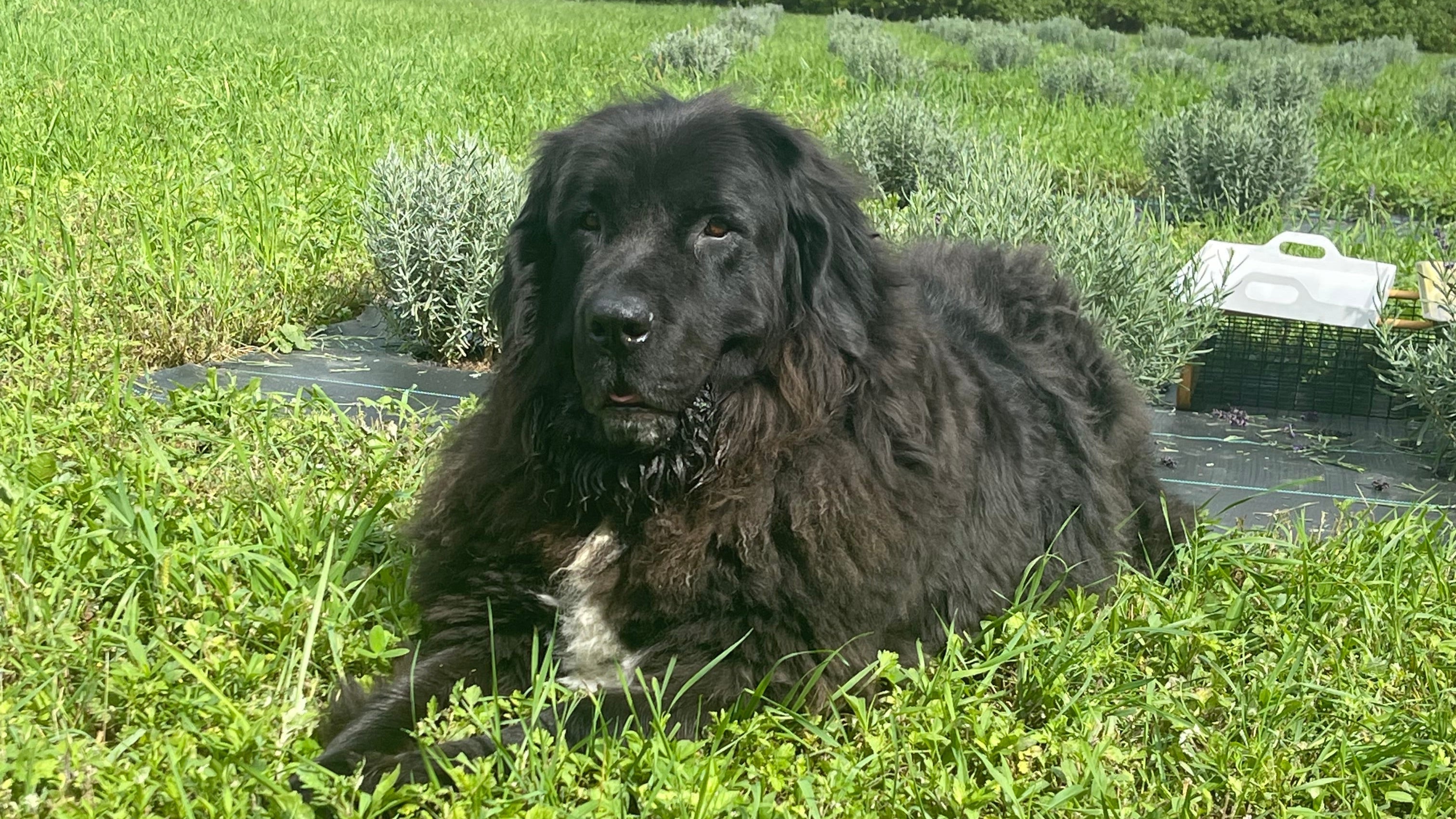 Newfoundland Laying in Field